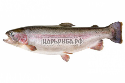 Форель Радужная с/м 300-350
